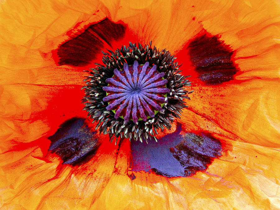 Giant Poppy Photograph by Neil Pankler