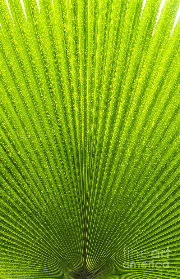 Pattern Photograph - Giant Pritchardia Leaf  by Tim Gainey