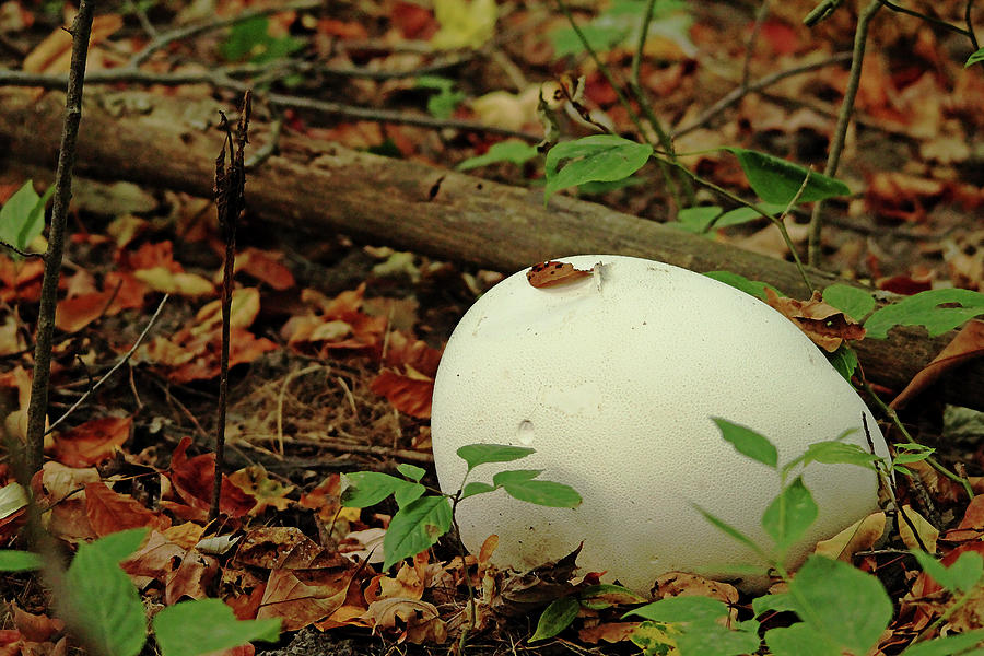 Giant Puffball In Autumn Photograph by Debbie Oppermann