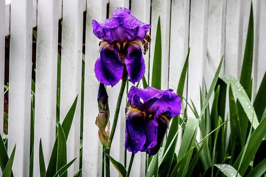 Giant Purple Iris Digital Art by Ed Stines