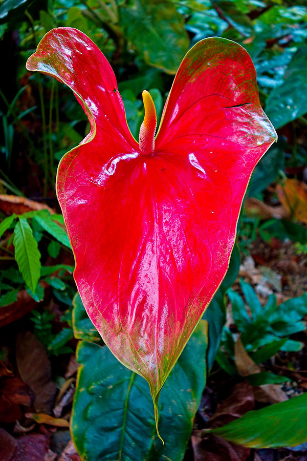 Giant Red Anthurium Photograph by Robert Meyers-Lussier