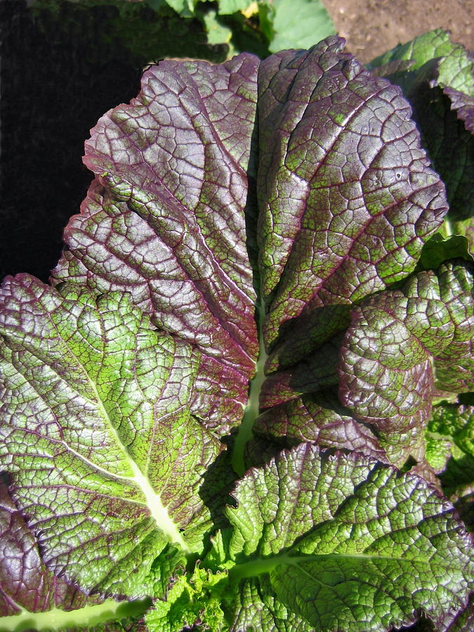 Giant Red Mustard Greens Photograph by Larry Bacon