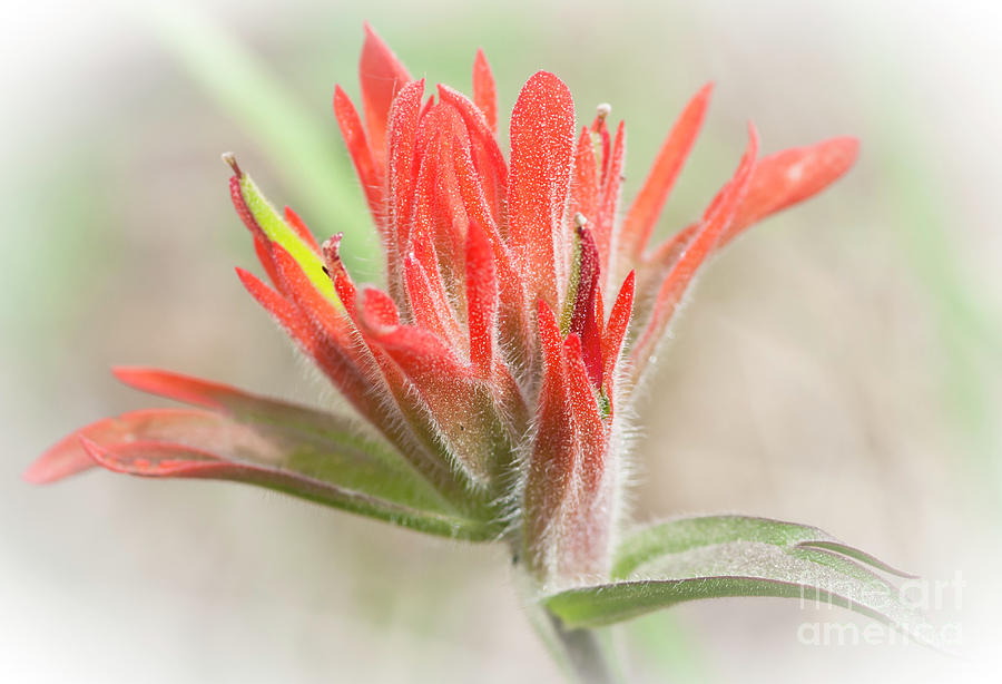Giant Red Paintbrush Photograph by David Waldrop