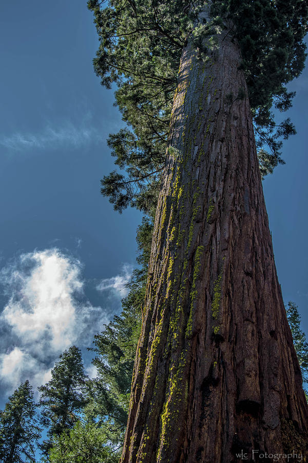 Giant Redwood Photograph by Wendy Carrington
