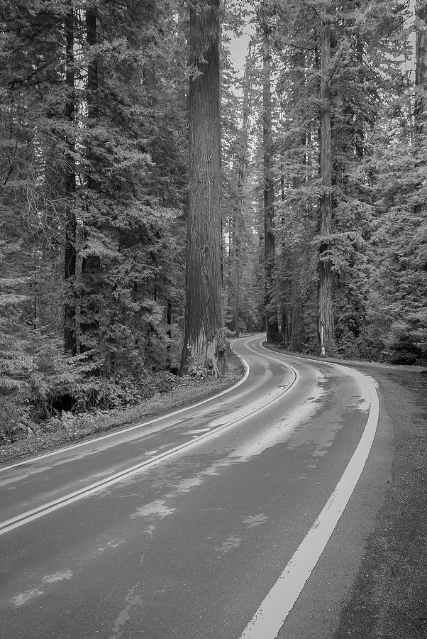 Giant Redwoods along the Avenue of the Giants Photograph by Ranjay Mitra