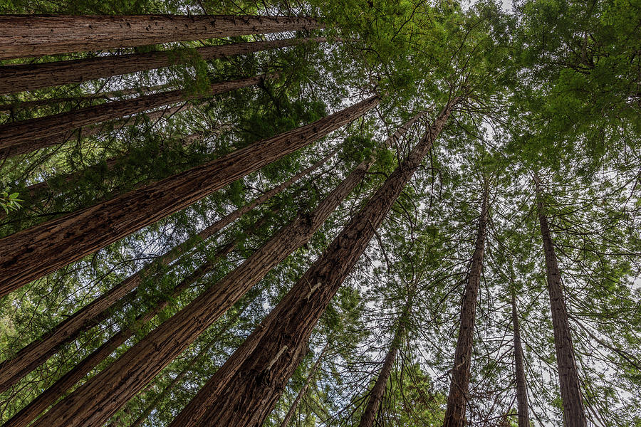 Giant Redwoods Photograph by Gary Kochel