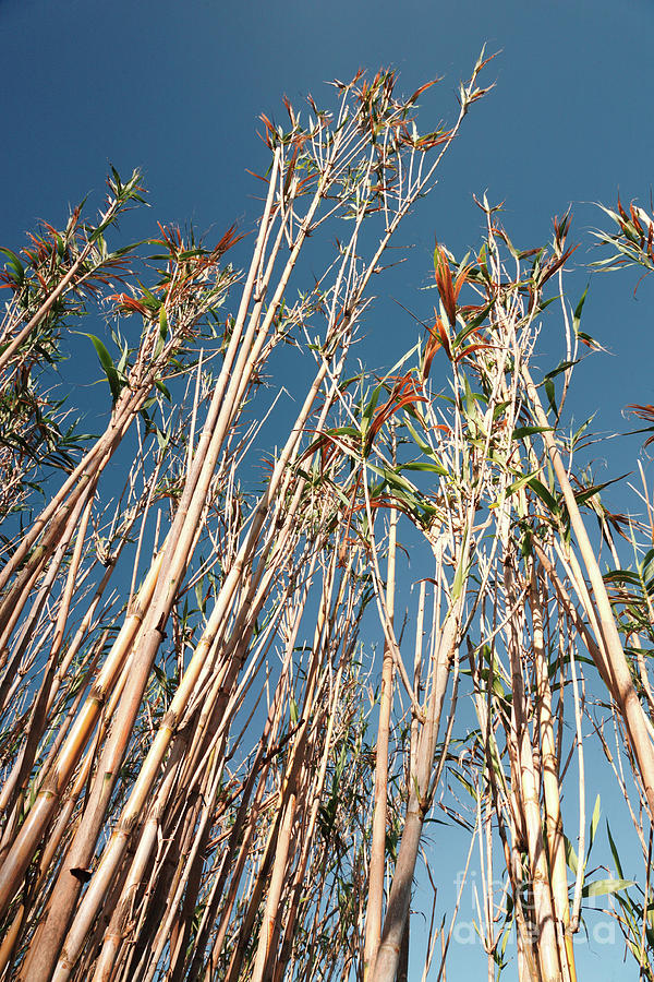 Giant reed Photograph by Gaspar Avila | Fine Art America