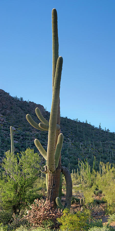 Giant Saguaro - Arizona - Desert Photograph by Nikolyn McDonald