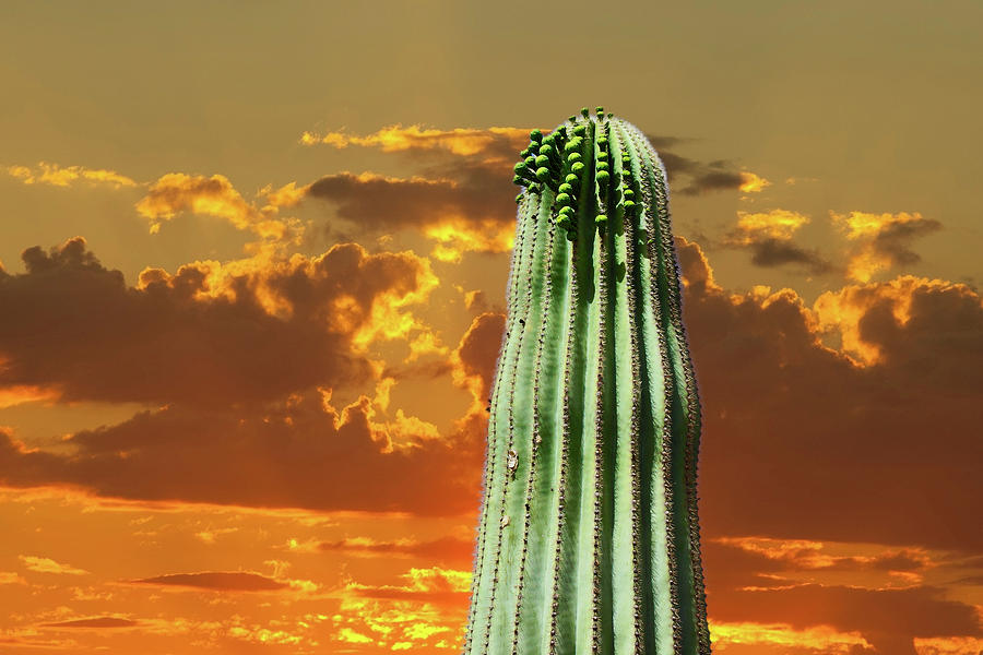 Giant Saguaro at Sunset Photograph by Barbara Zahno