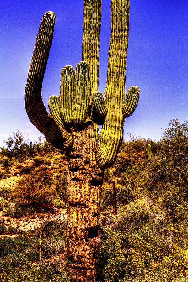 Giant Saguaro Cactus Against a Barbed Wire Boundary Fence Photograph by Roger Passman