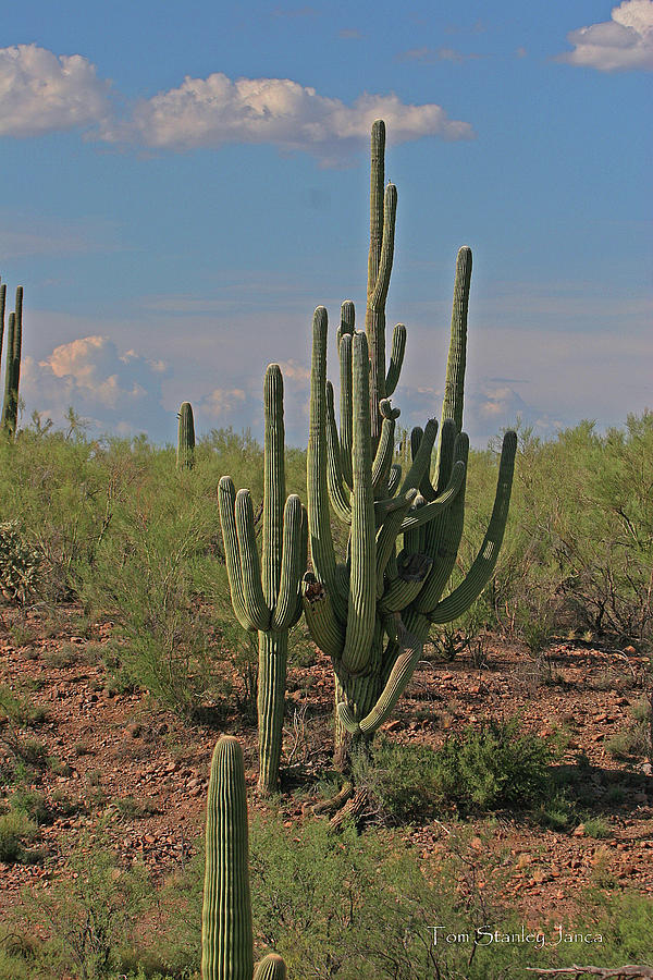 Giant Saguaro Cactus Arizona Digital Art by Tom Janca