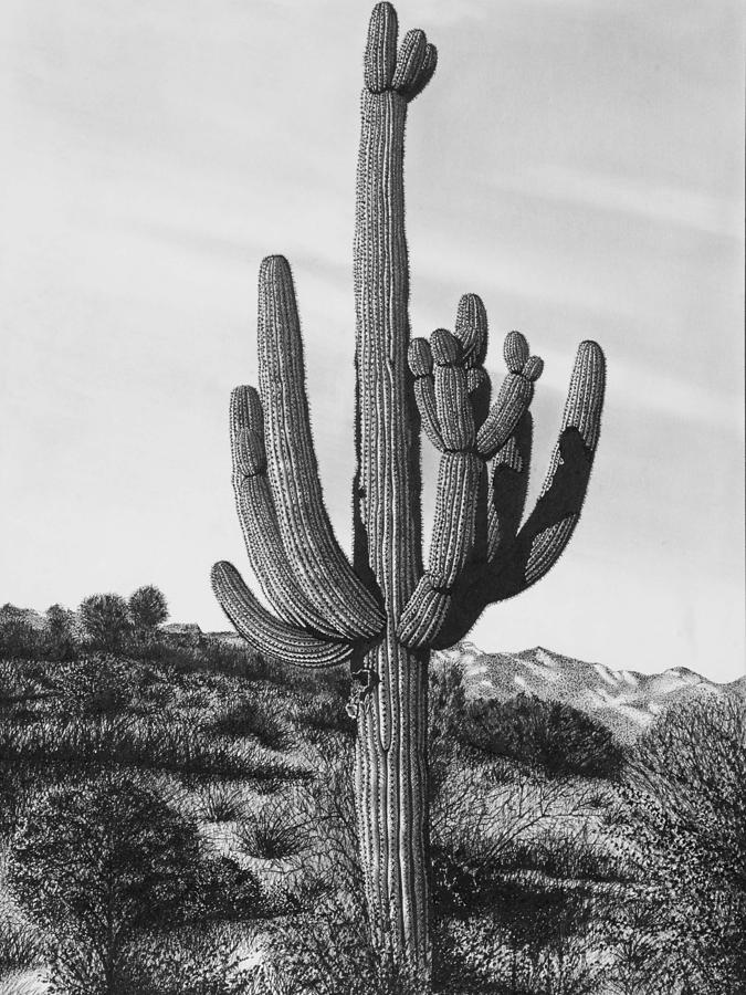 Giant Saguaro Cactus Drawing by John Bowman