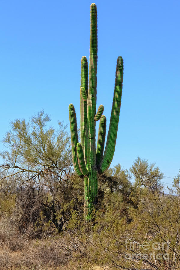Giant Saguaro Cactus Photograph by Robert Bales