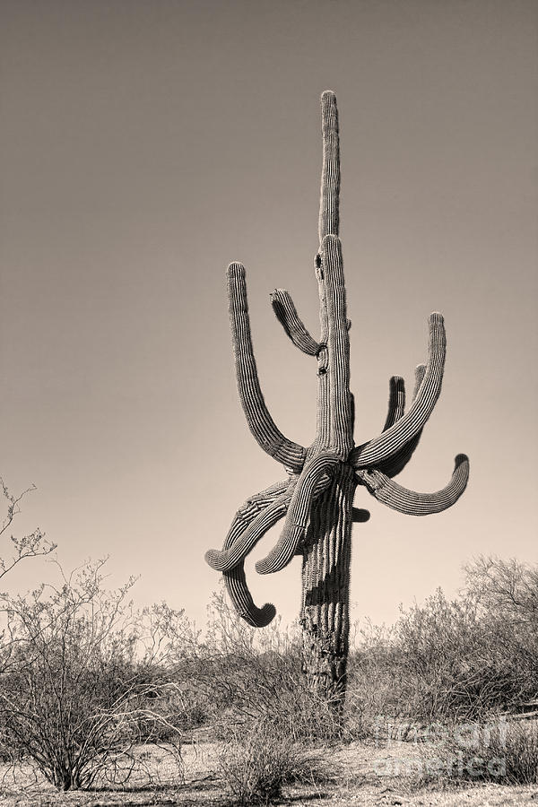 Giant Saguaro Cactus Sepia Image Photograph by James BO Insogna