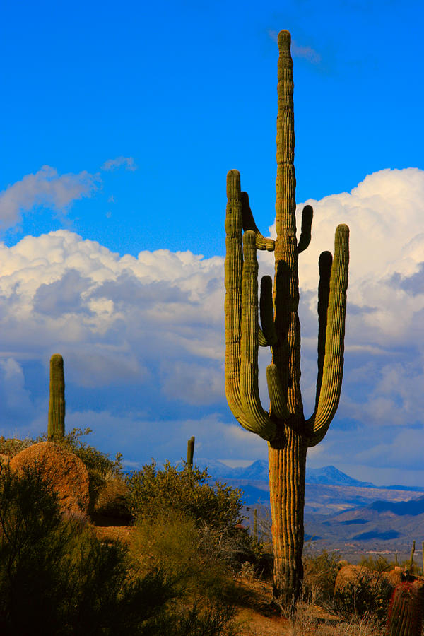 Giant Saguaro in the Southwest Desert  Photograph by James BO Insogna