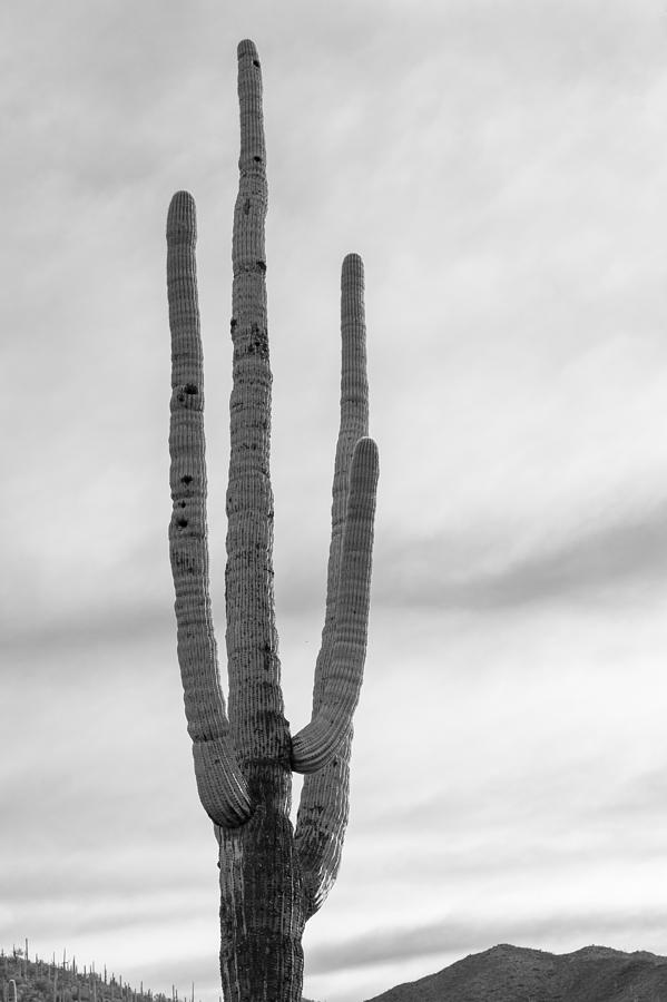 Giant Saguaro Photograph by Scott Rackers