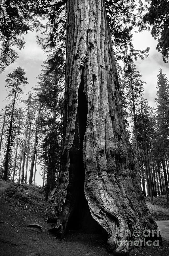 Giant sequoia at Mariposa Grove BW Photograph by RicardMN Photography