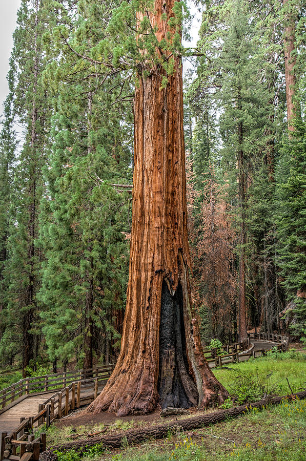 Giant Sequoia Beauty Photograph by Joan Baker