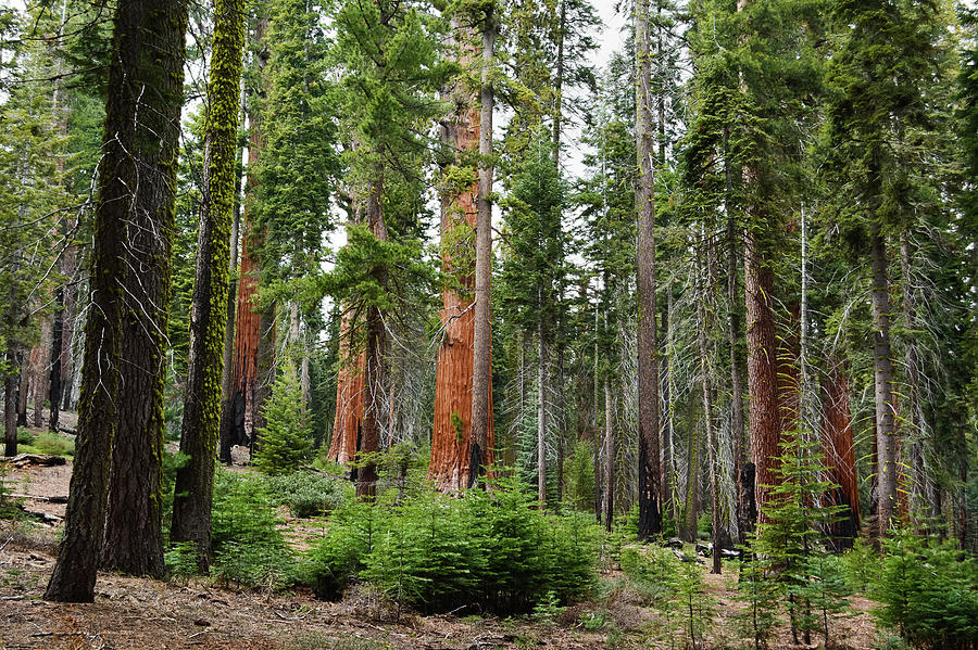 Giant Sequoia Forest Photograph by Kyle Hanson