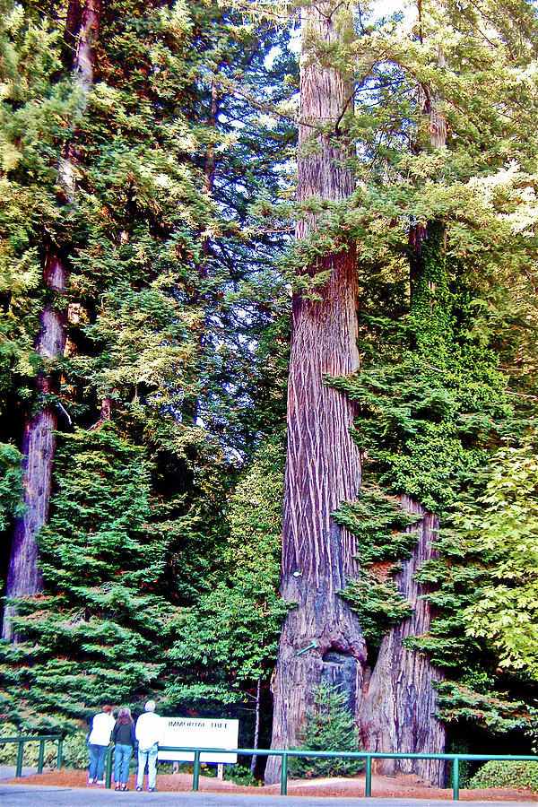 Giant Sequoia Immortal Tree in Redwoods National Park-California Photograph by Ruth Hager