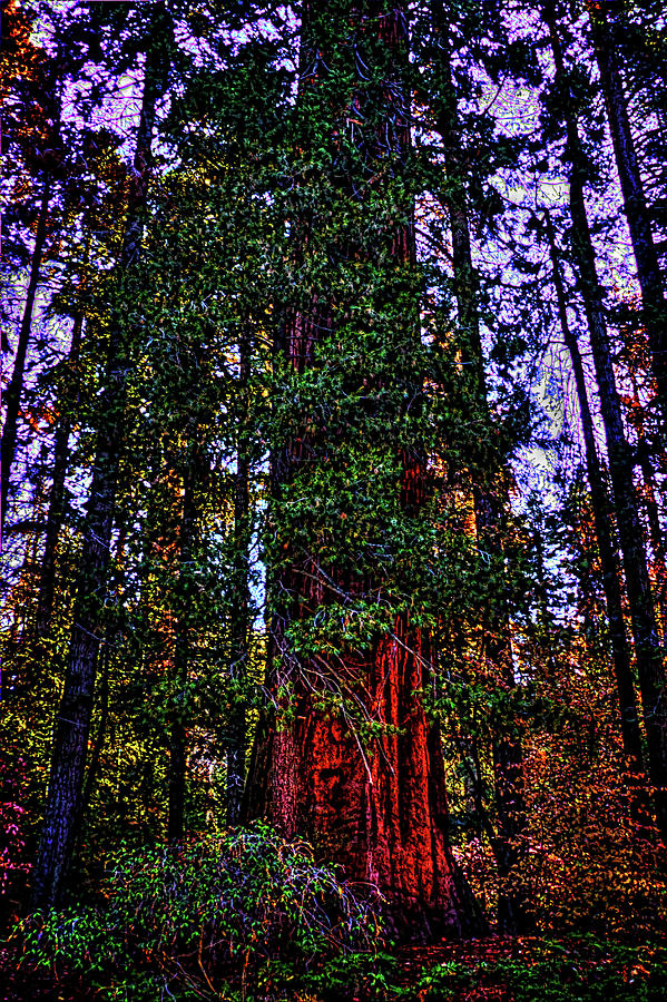 Giant Sequoia in the Giant Forest Photograph by Roger Passman