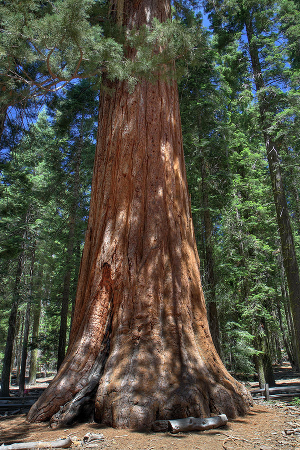 Yosemite National Park Photograph - Giant Sequoia in Yosemite National Park by Pierre Leclerc Photography