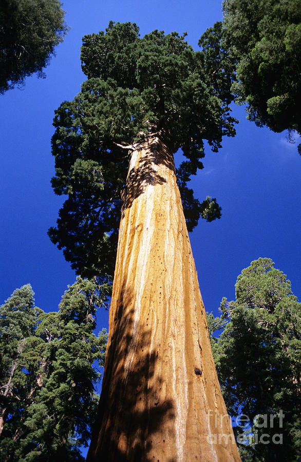National Parks Photograph - Giant Sequoia by Michael Howell - Printscapes