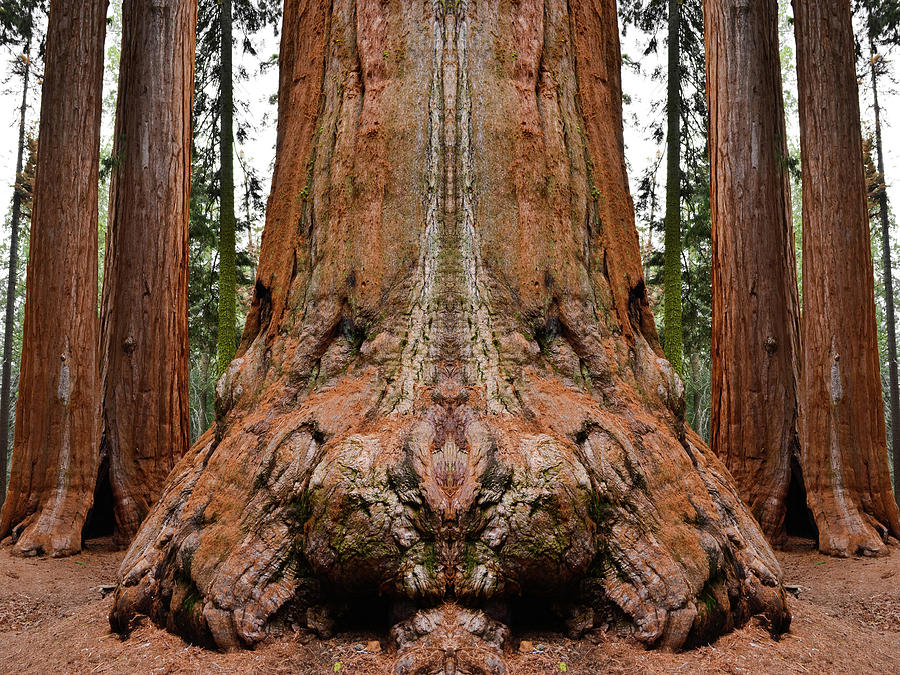 Giant Sequoia Mirror Photograph by Kyle Hanson