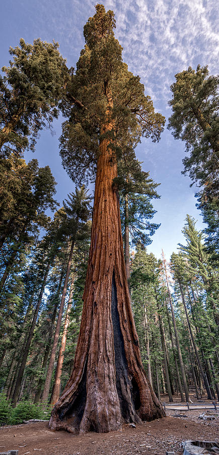 Giant Sequoia Photograph by Phil Abrams