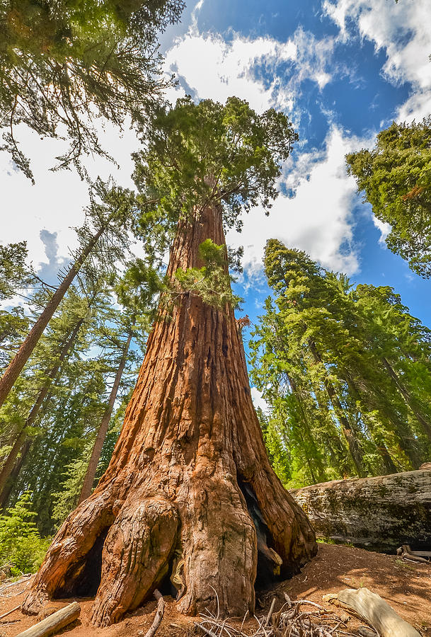 Giant Sequoia Tree Photograph by Asif Islam