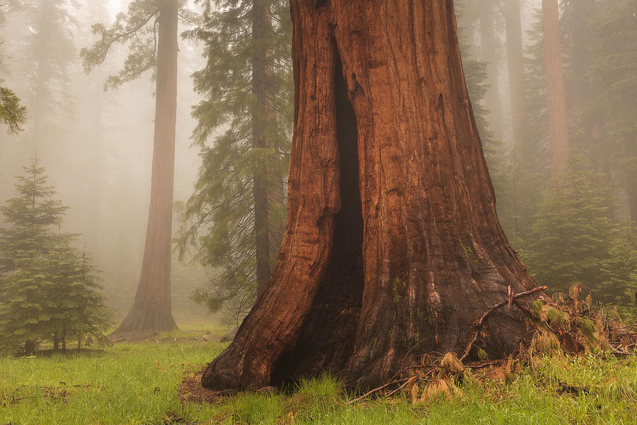 Giant Sequoia Tree Photograph by Ben Graham