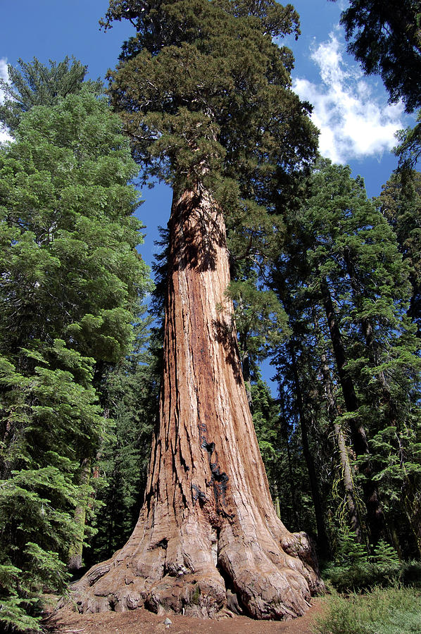 Tree Giant Sequoia Yosemite National Park Hot Sex Picture 