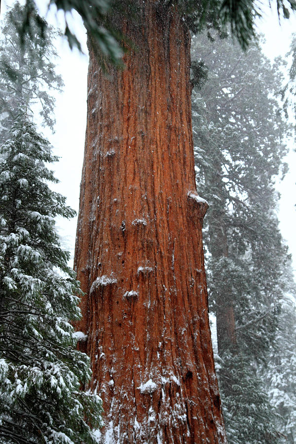 Giant Sequoia tree Photograph by Pierre Leclerc Photography