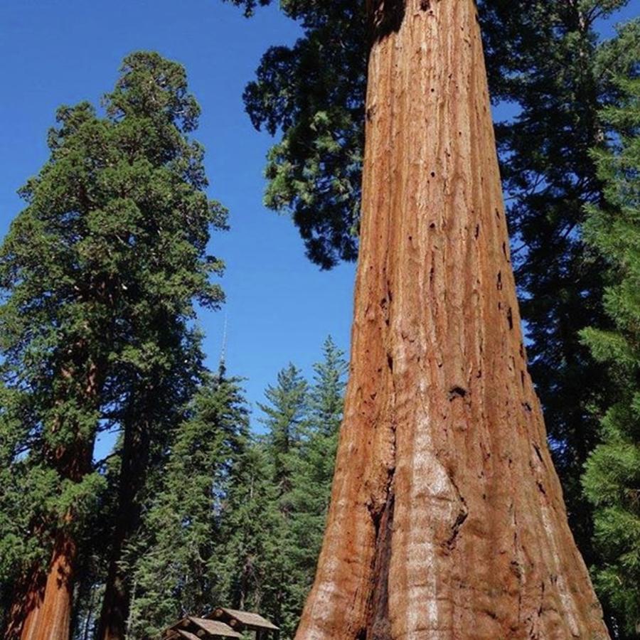 Tree Photograph - #giant #sequoia #trees by Patricia And Craig