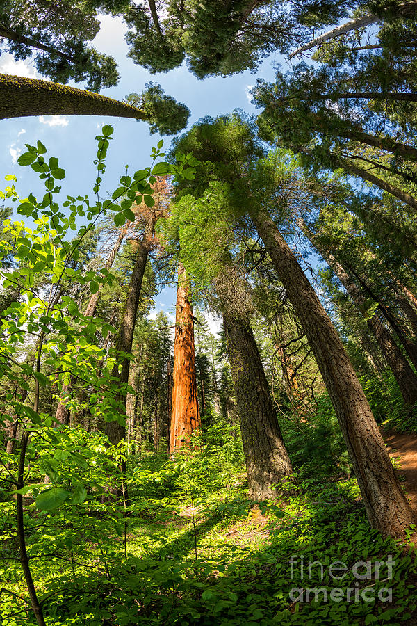 Tree Photograph - Giant Sequoias via Fisheye by Dianne Phelps