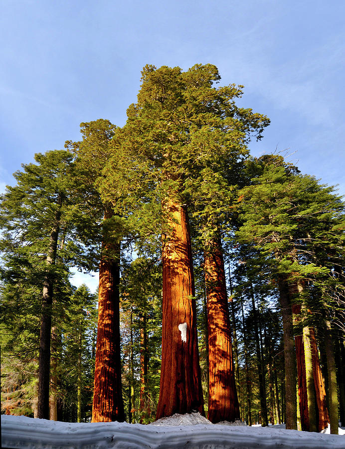 Giant Sequoias Photograph by Wes Hanson Fine Art America