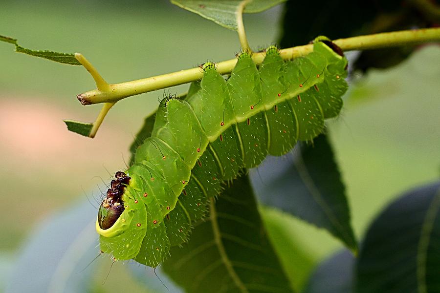 Giant Silk Moth Caterpillar Photograph By Kathryn Meyer