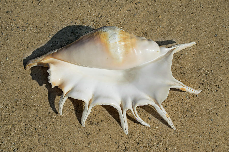 Beach Photograph - Giant Spider Conch Seashell Lambis Truncata Seashell  by Frank Wilson