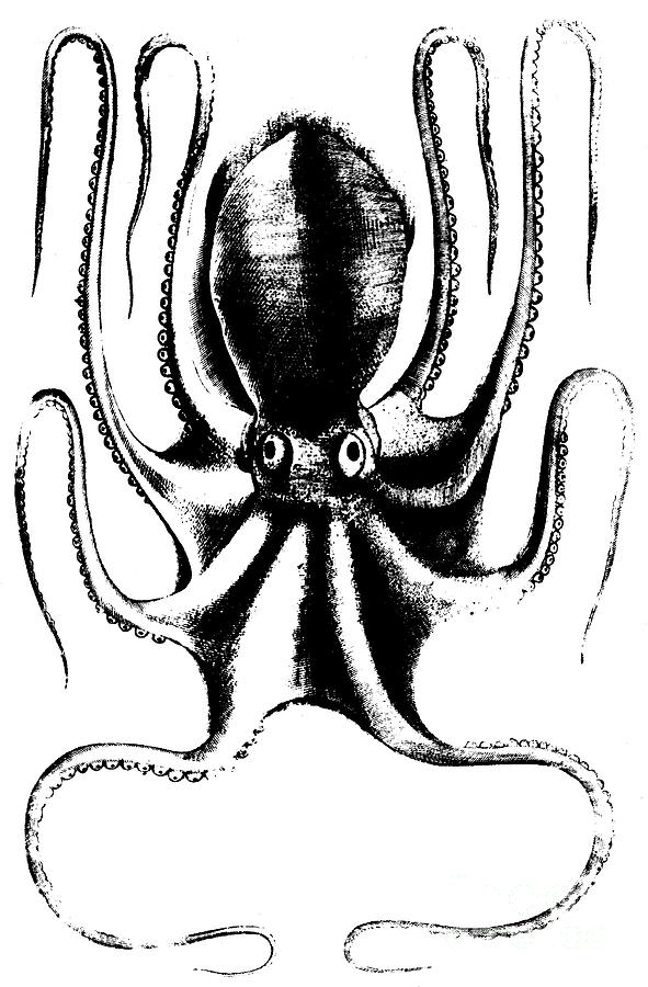 Octopus Drawing by Antonio Lafreri Octopus Drawing by Antonio Lafreri
