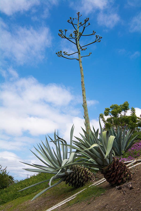 Factsheet Agave Americana Century Plant