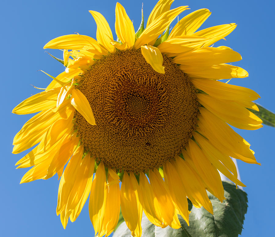 Giant Sunflower Blue Sky Photograph by Terry DeLuco