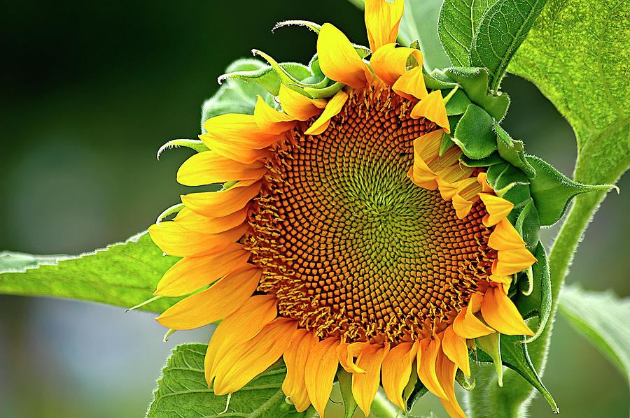 Giant Sunflower Photograph by Carolyn Marshall