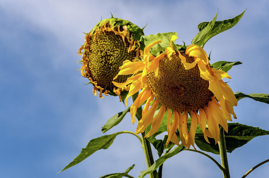 Giant Sunflower Photograph by Debra Martz