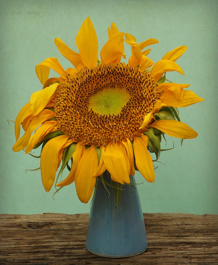 Flower Photograph - Giant Sunflower Still Life on Blue by Chris Berry