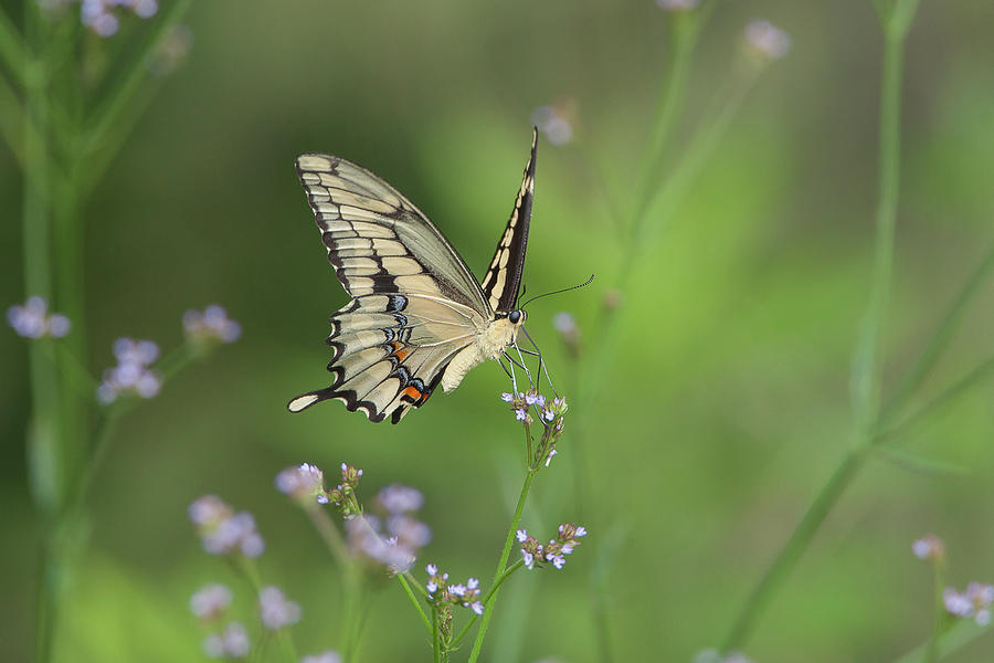 Giant Swallowtail 2 Photograph by Ronnie Maum