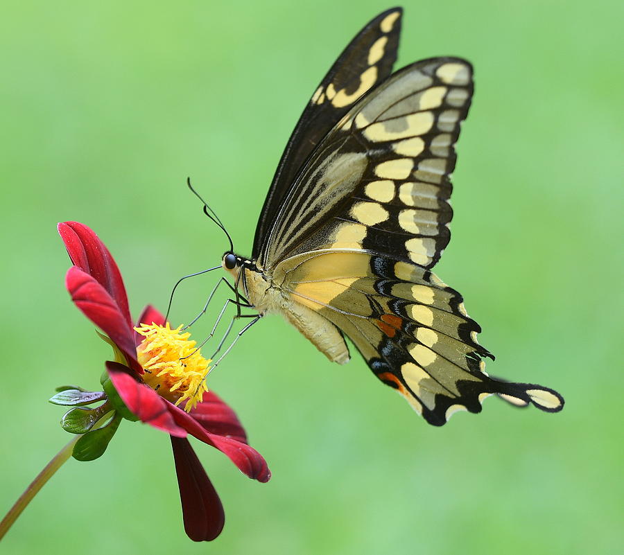 Giant swallowtail Photograph by Barbara Bates | Fine Art America