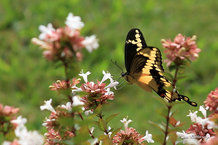 Giant Swallowtail Butterfly 2 Photograph by Reid Callaway