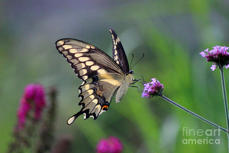Giant Swallowtail Butterfly in Garden 2015 Photograph by Karen Adams