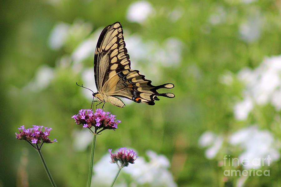 Giant Swallowtail Butterfly in Garden Photograph by Karen Adams