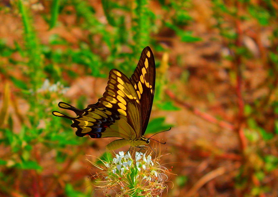 Giant swallowtail butterfly Photograph by James Smullins